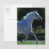 Thoroughbred Stallion Running Briefkaart (Voorkant / Achterkant)