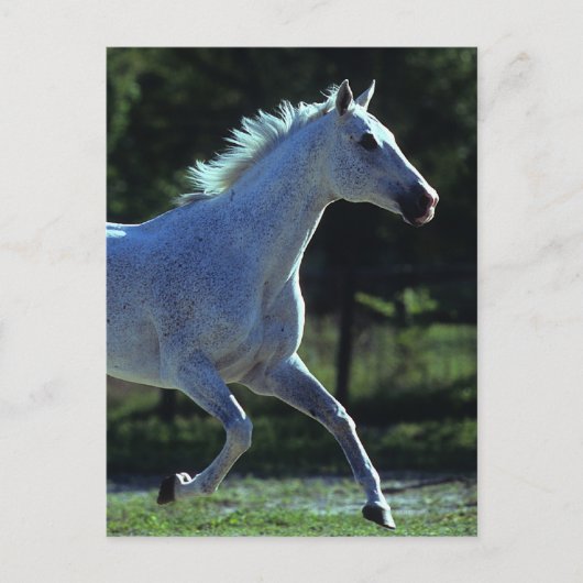 Thoroughbred Stallion Running Briefkaart (Voorkant)