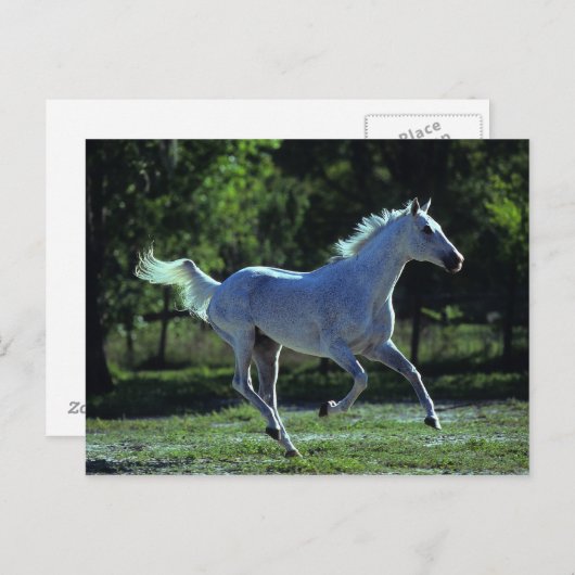 Thoroughbred Stallion Running Briefkaart (Voorkant / Achterkant)