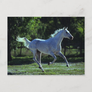 Thoroughbred Stallion Running Briefkaart