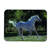Thoroughbred Stallion Running Magneet (Horizontaal)