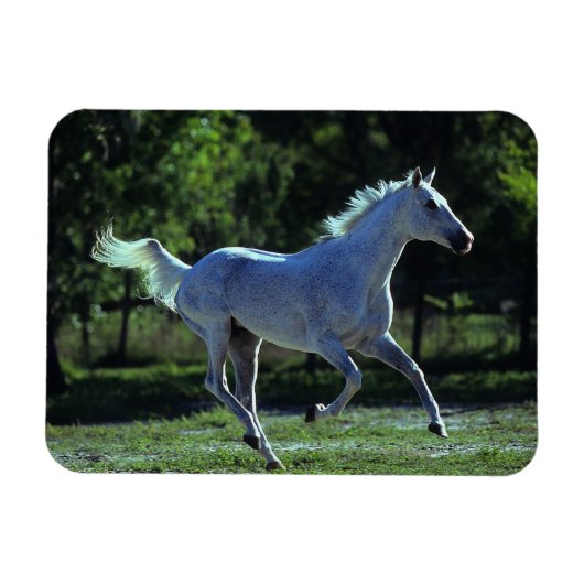 Thoroughbred Stallion Running Magneet (Horizontaal)