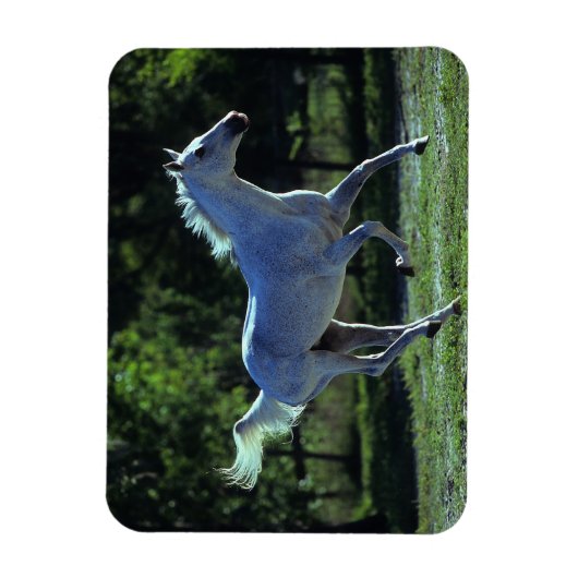 Thoroughbred Stallion Running Magneet (Verticaal)