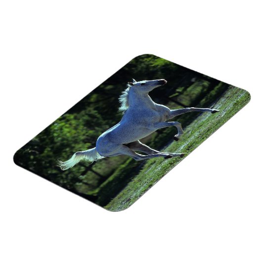 Thoroughbred Stallion Running Magneet (Linkerzijde)