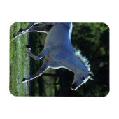 Thoroughbred Stallion Running Magneet (Horizontaal)