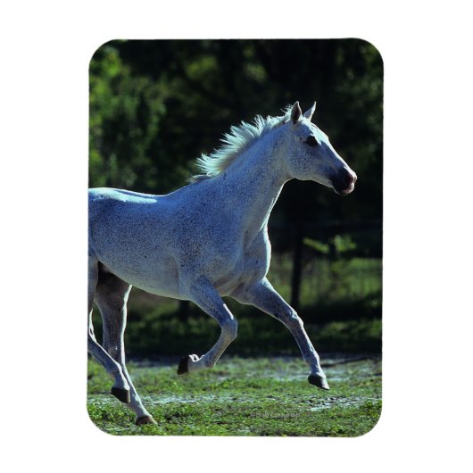 Thoroughbred Stallion Running Magneet (Verticaal)