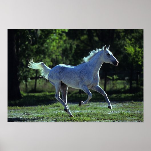 Thoroughbred Stallion Running Poster (Voorkant)
