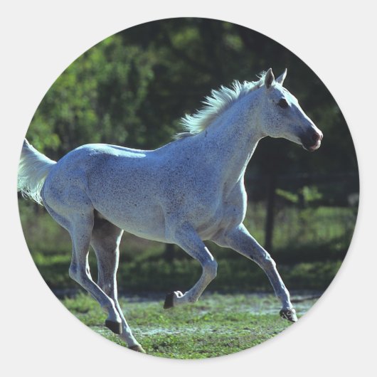 Thoroughbred Stallion Running Ronde Sticker (Voorkant)