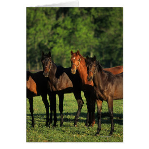 Thoroughbred Yearlings