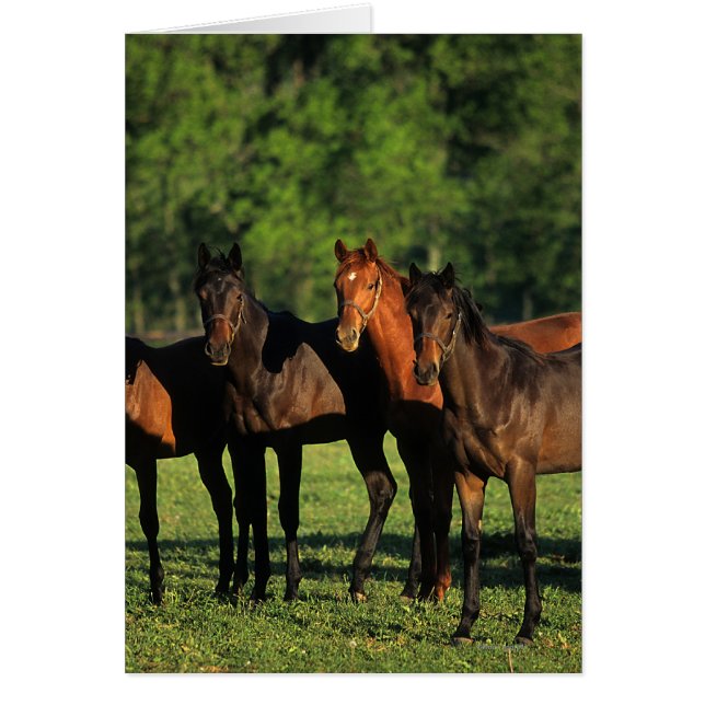 Thoroughbred Yearlings (Voorkant)