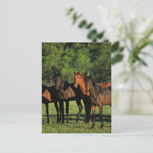 Thoroughbred Yearlings Briefkaart (Staand voorkant)