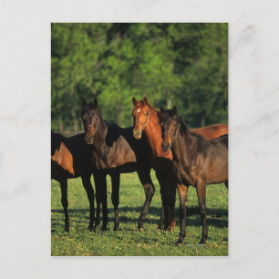 Thoroughbred Yearlings Briefkaart