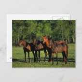 Thoroughbred Yearlings Briefkaart (Voorkant / Achterkant)