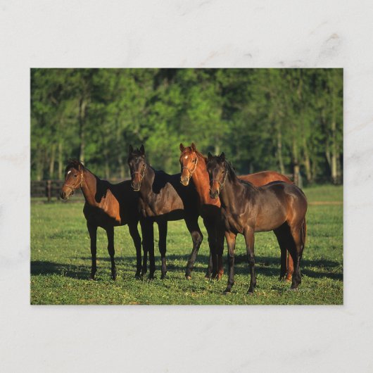Thoroughbred Yearlings Briefkaart (Voorkant)