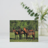 Thoroughbred Yearlings Briefkaart (Staand voorkant)