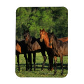 Thoroughbred Yearlings Magneet (Verticaal)