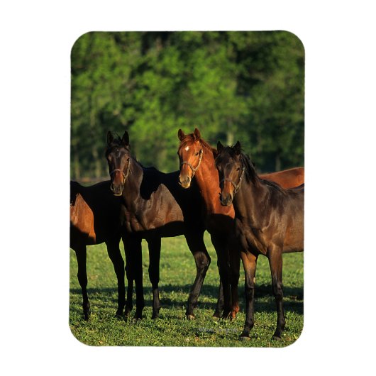 Thoroughbred Yearlings Magneet (Verticaal)