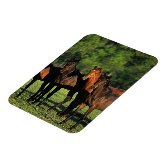 Thoroughbred Yearlings Magneet (Linkerzijde)