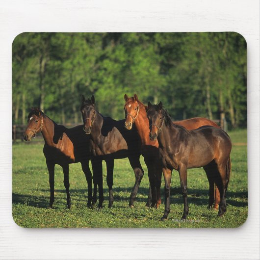 Thoroughbred Yearlings Muismat (Voorkant)