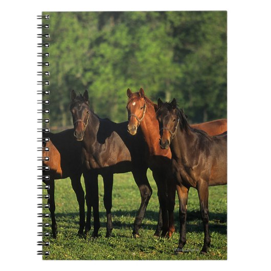 Thoroughbred Yearlings Notitieboek (Voorkant)