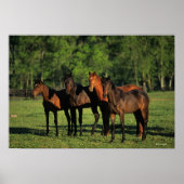 Thoroughbred Yearlings Poster (Voorkant)