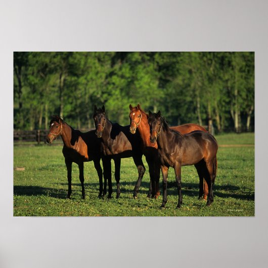 Thoroughbred Yearlings Poster (Voorkant)