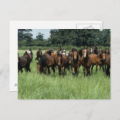 Thoroughbred Youngsters Briefkaart (Voorkant / Achterkant)