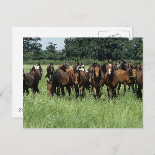 Thoroughbred Youngsters Briefkaart (Voorkant / Achterkant)