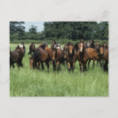 Thoroughbred Youngsters Briefkaart (Voorkant)