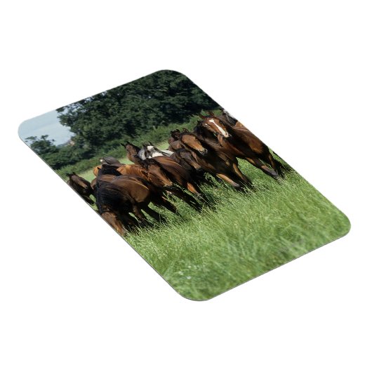 Thoroughbred Youngsters Magneet (Rechterzijde)