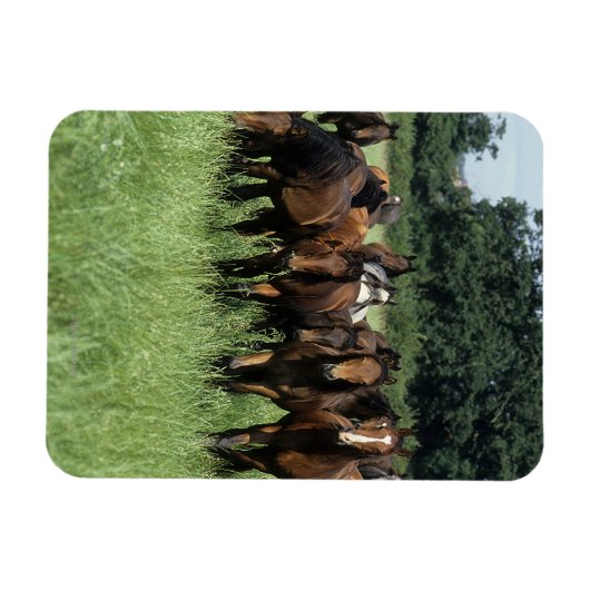 Thoroughbred Youngsters Magneet (Horizontaal)
