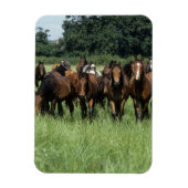 Thoroughbred Youngsters Magneet (Verticaal)