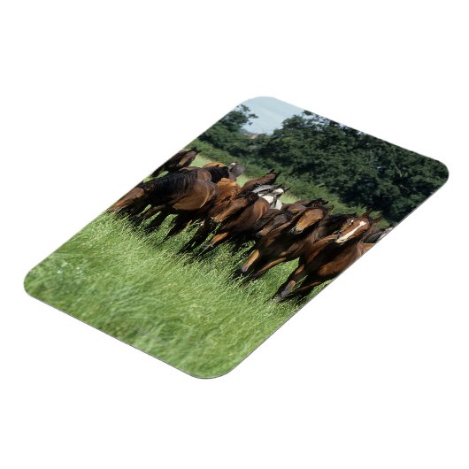 Thoroughbred Youngsters Magneet (Linkerzijde)