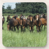 Thoroughbred Youngsters Onderzetter (Voorkant)
