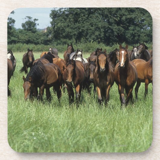 Thoroughbred Youngsters Onderzetter (Voorkant)