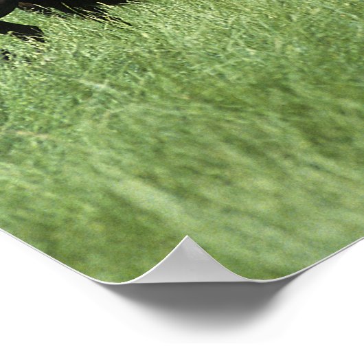 Thoroughbred Youngsters Poster (Hoek)