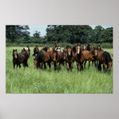 Thoroughbred Youngsters Poster (Voorkant)