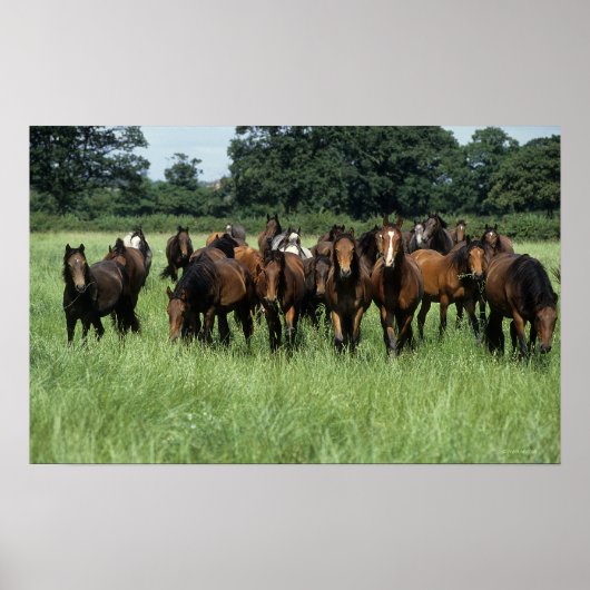 Thoroughbred Youngsters Poster (Voorkant)