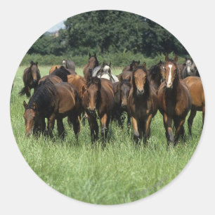 Thoroughbred Youngsters Ronde Sticker