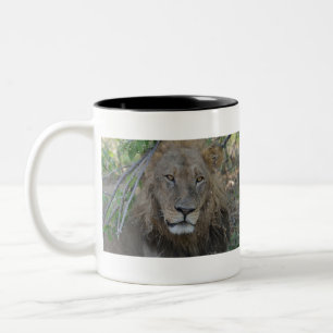 Thoughful Old Lion, Botswana .JPG Tweekleurige Koffiemok