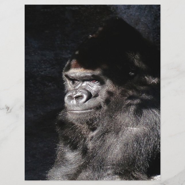 Thoughtful Gorilla (Voorkant)