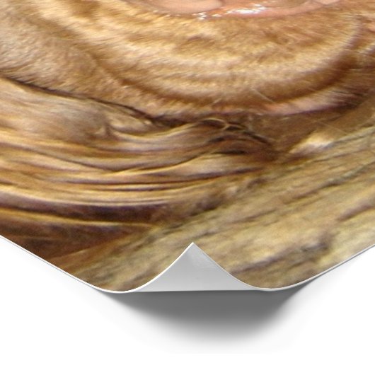 THOUGHTFUL SUSSEX POSTER (Hoek)