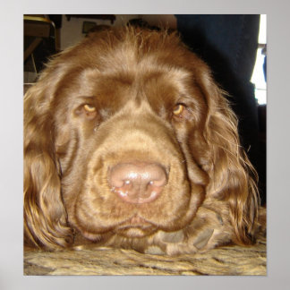 THOUGHTFUL SUSSEX POSTER