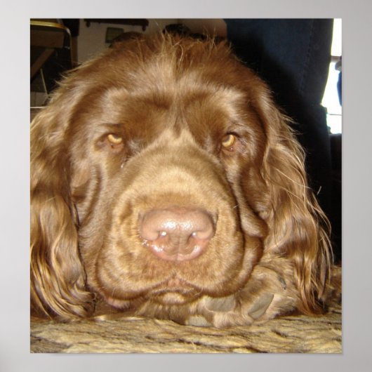 THOUGHTFUL SUSSEX POSTER (Voorkant)