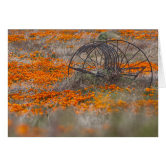 Thrasher in papavers