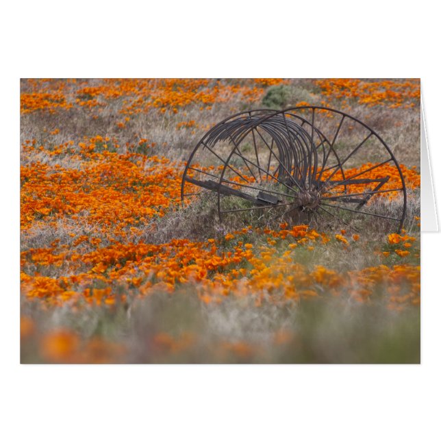 Thrasher in papavers (Voorkant Horizontaal)