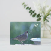 Thrasher Splasher Briefkaart (Staand voorkant)