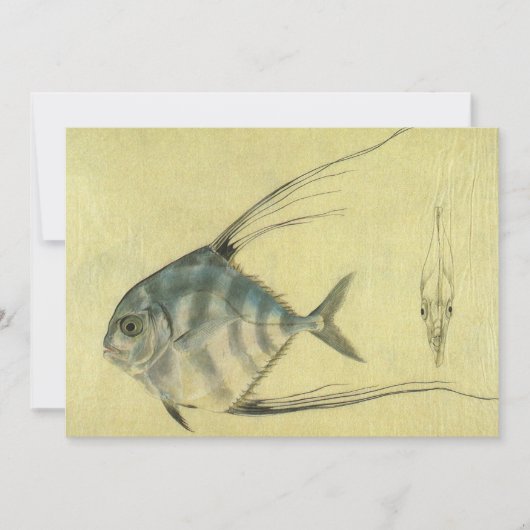  Threadfin Trevally, Afrikaanse Pompano vis (Voorkant)