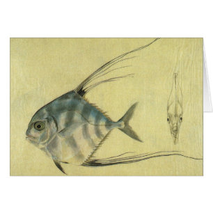  Threadfin Trevally, Afrikaanse Pompano vis