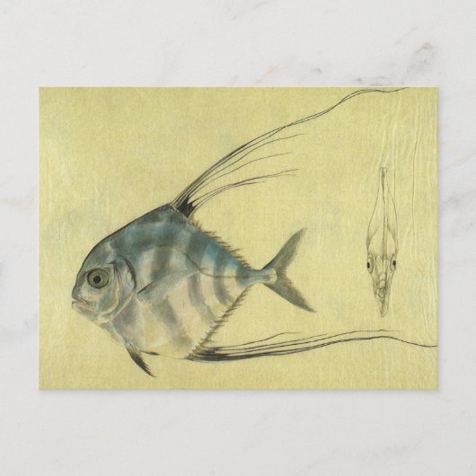  Threadfin Trevally, Afrikaanse Pompano vis Briefkaart (Voorkant)